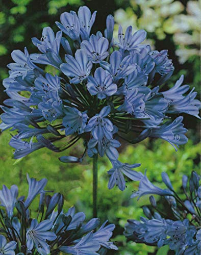 Agapanthus africanus Schmucklilie3 Wurzelstücke Blumenzwiebeln