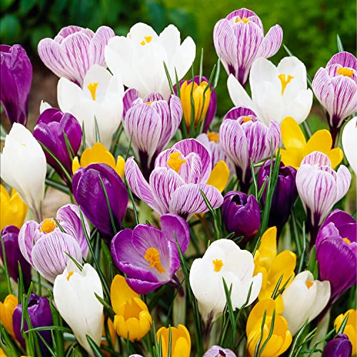 Riesen Krokusse Zwiebeln Mischung, 100 exklusive Blumenzwiebeln, Mix von 5 Sorte aus Holland, echte Winterharte und mehrjährig Krokus Knollen/Blumen/Zwiebel (kein Samen) für Garten, Töpfe und Balkon