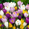 Riesen Krokusse Zwiebeln Mischung, 100 exklusive Blumenzwiebeln, Mix von 5 Sorte aus Holland, echte Winterharte und mehrjährig Krokus Knollen/Blumen/Zwiebel (kein Samen) für Garten, Töpfe und Balkon
