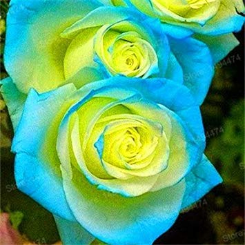 50 teile/beutel Seltene Rose samen spezielle blumensamen Schwarze Rose Blume mit Weißen Roten Rand Rosa samen Bonsai pflanze für Haus und Garten Weiß:Seeds