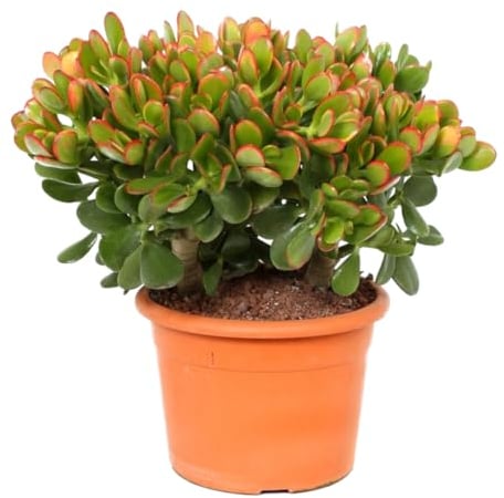 Plant in a Box - Crassula ovata 'Sunset' M - Pianta da appartamento - Succulenta - ⌀ 17 cm - Altezza 30-35 cm