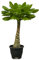 Trendyplants - Brighamia Insignis - Hawaii-Palme - Zimmerpflanze - Höhe 20-40 cm - Topfgröße Ø12cm