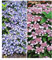 BALDUR Garten Zwerg-Hortensien-Kollektion 2 Pflanzen, 1 Pflanze, Zwerg-Hortensie Koreana und 1 Pflanze, Lace Delight Hydrangea winterhart Bodendecker Hydrangea marcrophylla & serrata, blühend