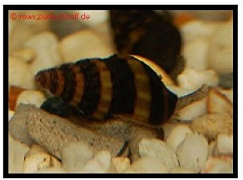 Zierfischtreff.de Raubschnecken statt Kugelfisch oder Prachtschmerle 5 Stück - Schneckenkiller