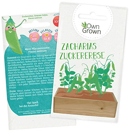 Zuckererbsen Samen für ca 10x Zuckerschoten Pflanze: Premium Zucker Erbsen Samen für Kinder und Erwachsene – Gemüse Samen – Zacharias Zuckererbse – Gemüse Saatgut für Kids – Samen Gemüse von OwnGrown
