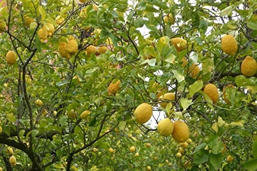 ALBERO DI LIMONE DI SORRENTO IN FITOCELLA O VASO 18/20 CM
