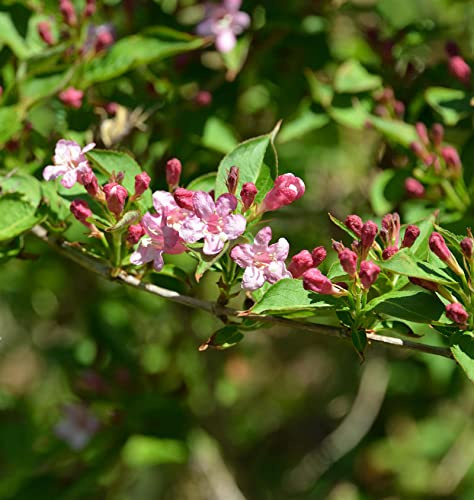 Weigelie Majorie 80-100cm - Weigela florida - lebende Gartenpflanze aus den Baumschulen
