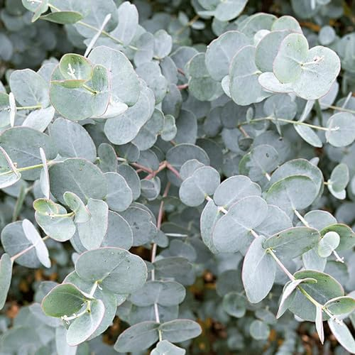 Carbeth Plants Eucalyptus Plant - Real Eucalyptus 'Gunnii' in 9cm Pot Ready to Plant - Aromatic Foliage - Outdoor Evergreen Shrub