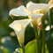 8 Stück calla zwiebeln weiß winterhart mehrjährig Hydroponik winterlinge zwiebeln balkongarten geschenke für hobbygärtner frühlingsblumen bodendecker winterhart mehrjährig exotische pflanzen