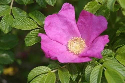 5 Semi di Rosa Rugosa Pink Rose