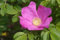 5 Semi di Rosa Rugosa Pink Rose