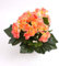 artplants.de Künstliche Mini Begonie Ivana, 27 Blätter, 9 Blüten, lachs, 20cm, Ø 20cm - Künstliche Blumen - Textilblumen orange