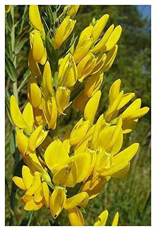 Genista tinctoria - Färber-Ginster - 10 Samen