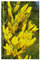 Genista tinctoria - Färber-Ginster - 10 Samen