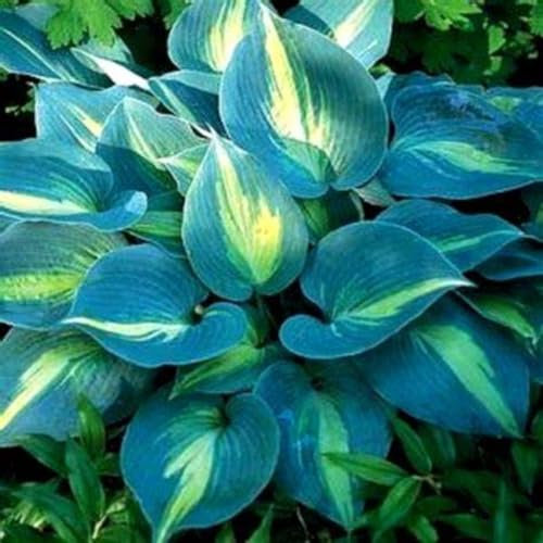 Funkien zwiebeln,winterharte Blumenzwiebeln,duftend, geeignet für die Blumendekoration im Garten und auf dem Balkon,hosta pflanze winterhart(große Zwiebeln,ohne Samen)-10zwiebeln-A