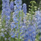 Delphinium verano Cielos 100 semillas