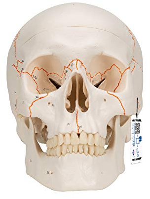 3B Scientific Menschliche Anatomie - A21 Klassik-Schädel mit Nummerierung, 3-teilig + kostenloser Anatomiesoftware - 3B Smart Anatomy
