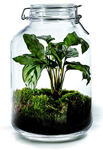 Growing Concepts DIY Nachhaltiges Ökosystem Flaschengarten Einmachglas 5L - Calathea - H28xØ18cm