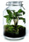 Growing Concepts DIY Nachhaltiges Ökosystem Flaschengarten Einmachglas 5L - Calathea - H28xØ18cm