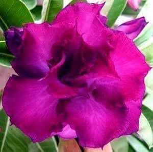 Adenium obesum 'Mango' – Rose du désert 5 Graines
