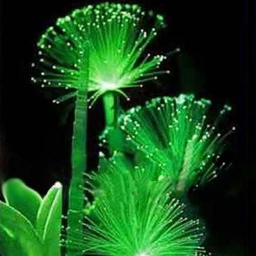 Saterkali Semillas de flores fluorescentes esmeralda raras, 100 piezas Semillas de flores fluorescentes esmeralda raras Plantas emisoras de luz nocturna Jardín