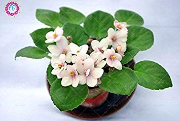 7: 100Pcs Mischfarbe Mini Violet Samen, Usambaraveilchen Samen, Mini-Garten-Anlagen Violette Blumen Staude Matthiola Incana Seed 7