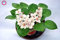 7: 100Pcs Mischfarbe Mini Violet Samen, Usambaraveilchen Samen, Mini-Garten-Anlagen Violette Blumen Staude Matthiola Incana Seed 7