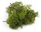 War World Scenics Lichen Dark Green Moss Model Foliage 20g – Model Railway Wargame Scenery Landscape Modelling Trees Bushes Hedges Diorama Basing Material