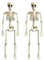 KEELYY 2Pcs 40cm Skelett Halloween Deko Skelett aus Kunststoff zum Hängen, Halloween Skelett mit beweglichen Gelenken für Halloween, Fasching, Mottopartys Innen Garten Haus Patio Deko