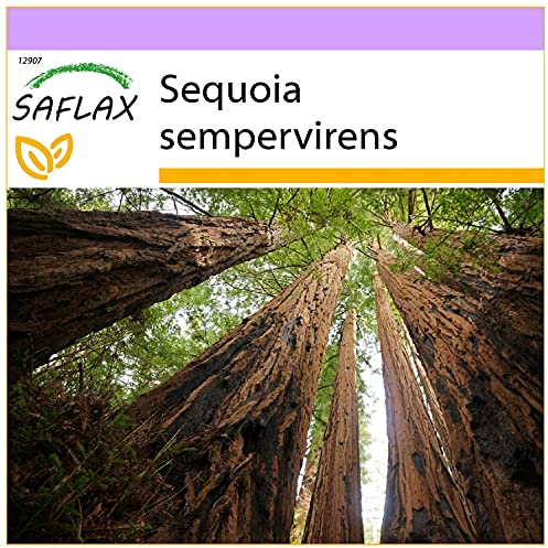 SAFLAX - Sequoia sempreverde - 50 semi - Sequoia sempervirens