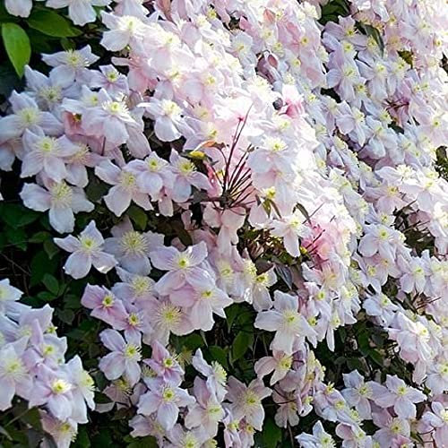 Clematis Plants, Clematis Montana 'Mayleen', 1 x Full Plant in a 1 Litre Pot, Garden Ready and Ready to Plant, Premium Quality Garden Perennials