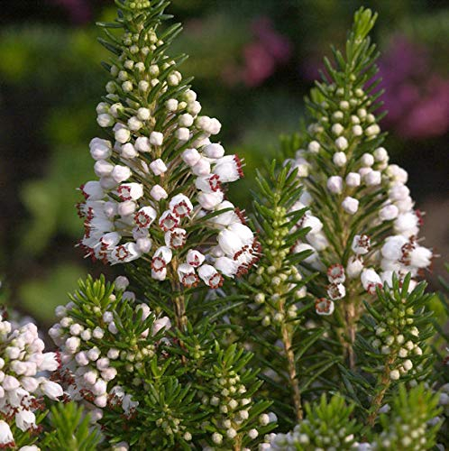10x Cornwallheide Alba - Erica vagans - lebende Gartenpflanze aus den Baumschulen