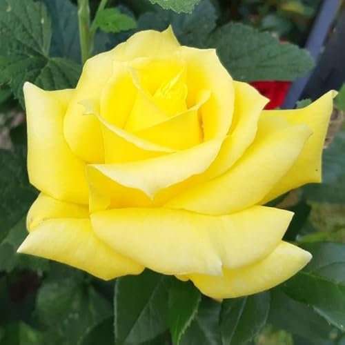 Pianta vera di Rosa - Giallo Limone - Diametro Vaso Ø 19 cm