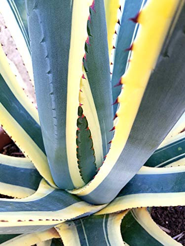 E.C.A.T.E. Piante grasse rare | Agave americana [vaso Ø 18 cm] (var. Marginata)