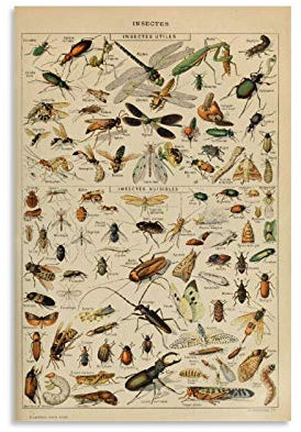 KFMD Vintage-Poster, Insekten, Enzyklopädien-Poster, 50 x 75 cm