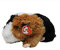 Ty 70036 - Patches Meerschwein