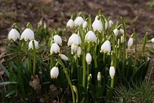 20 Märzenbecher Samen/Frühlingsknotenblume/Leucojum vernum