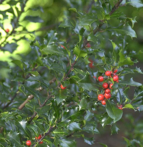 Hochstamm Stechpalme Ilex Blue Angel® 40-60cm - Ilex meserveae