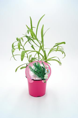 Estragón (maceta de 10,5 cm) - Planta viva - Planta aromatica