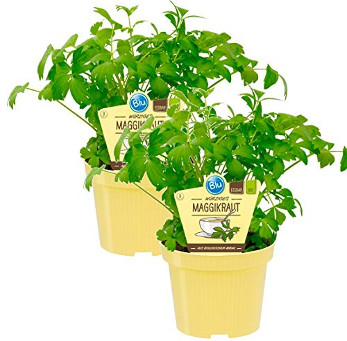 Bio Maggikraut, Liebstöckl (Levisticum officinale), Kräuter Pflanzen aus nachhaltigem Anbau, (2 Pflanzen im Set)