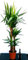 POWERS TO FLOWERS - YUCCA A TRE TRONCHI XXXL, Tronchetto della felicità, pianta vera