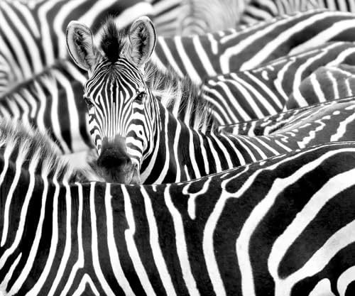 Rasch Tapete 363616 - Fototapete auf Vlies mit Zebra Herde in Schwarz-Weiß - Kollektion African Queen III