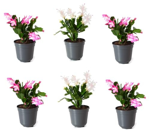 Kit de 6 Schlumbergera Naturales Cactus de Navidad de Flores Colgantes