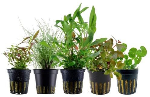 AquaOne Aquarium Pflanzen I 5x Wasserpflanzen I Einsteiger Aquarienpflanzen I Eleocharis Hygrophila Ludwigia Limnophila Hydrocotyle I Set mit 5 Aquariumpflanzen
