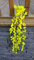 Best Artificial 80cm Trailing Flower Garland Hanging Vine String Plant (Yellow)