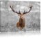 Pixxprint Großer Hirsch im Feld B&W Detail, Größe: 80x60cm, Leinwandbild, fertig gespannt, Wandbild, Dekoration, Kunstdruck, kein Poster