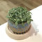 fittonia pflanze Fittonia verschaffeltii,Mosaikpflanze samen,dekoration wohnzimmer winterharte balkonpflanzen zimmerpflanzen wilder wein winterhart pflanztöpfe stauden mehrjährig 300 Stück