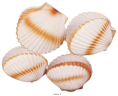 Artif-déco-mag.com - Coquille saint jacques artificielle X 4 en Plastique soufflé D 150 mm