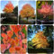 10 pcs Lebkuchenbaum kaufen samen - zimmerpflanze Cercidiphyllum japonicum,Kuchenbaum zimmerpflanzen wenig lichtbedarf baumsamen pflanzensamen hochbeet balkon winterharte