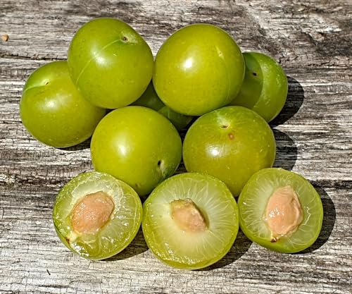 Prunus cerasifera Samen, türkische Pflaume, Can erik, Wildobst (100 Samen)